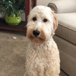 Meet your Posher, Norma